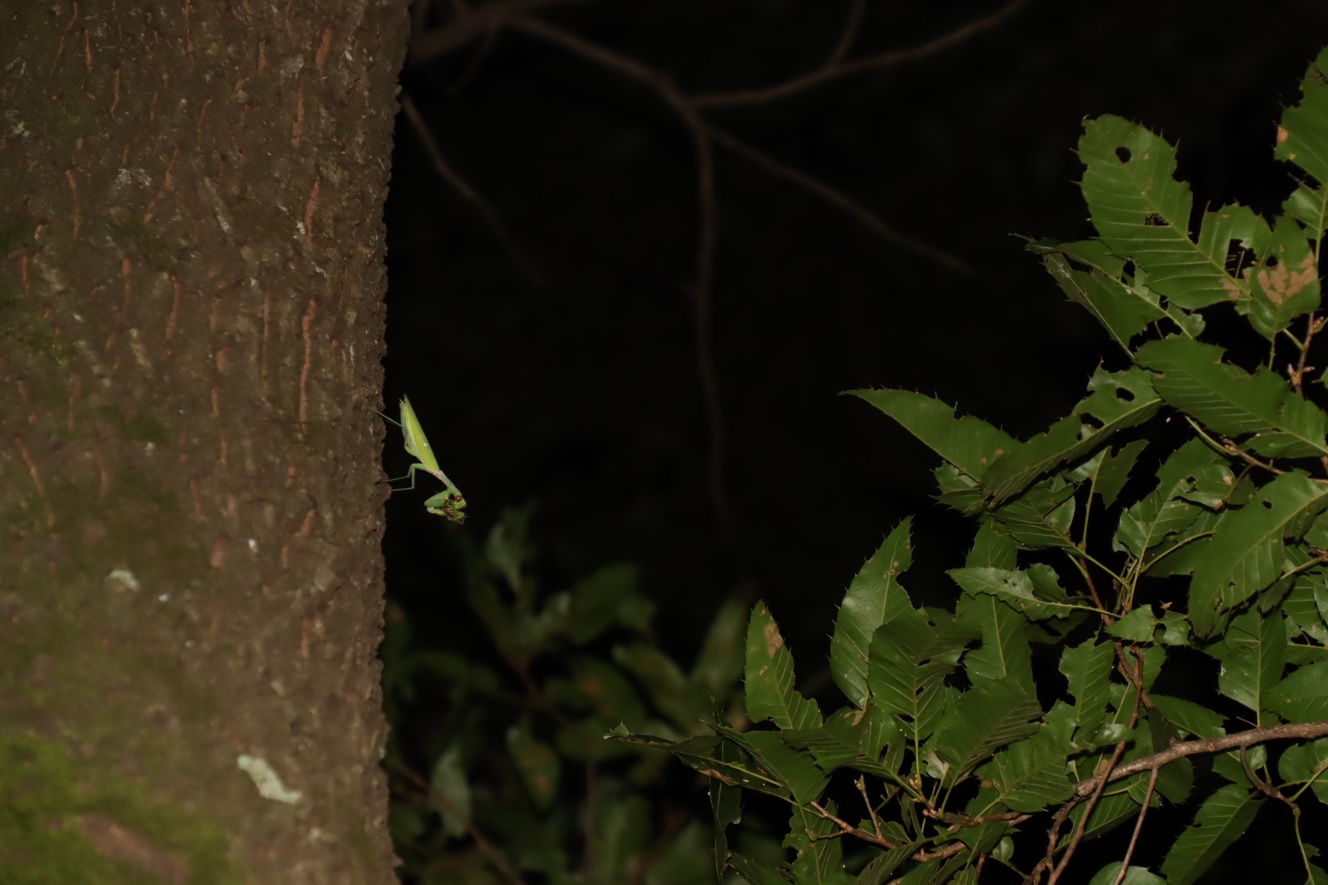 捕食中のハラビロカマキリ_苔むしたクヌギ_2023年8月16日20時35分 気温26.8度